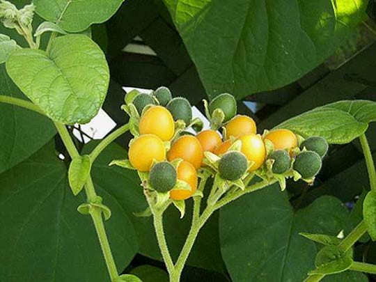 تاماریلوی کوتوله